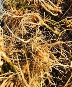 Ashwagandha Root-ORGANIC